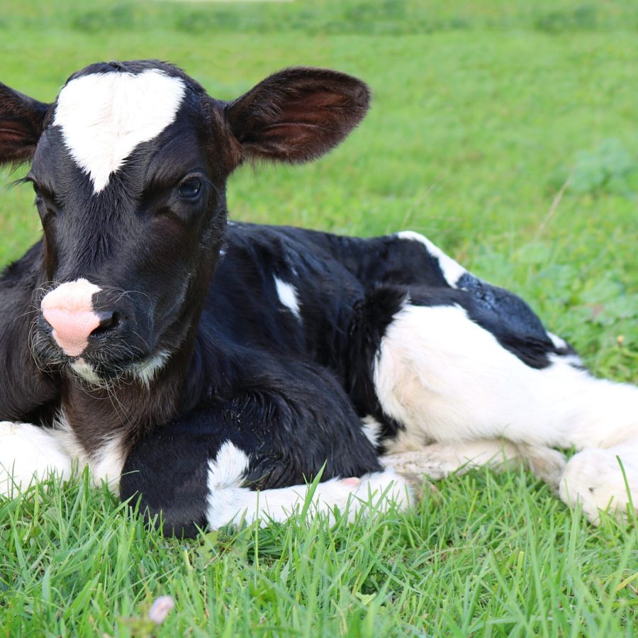 ternera ternera Holstein