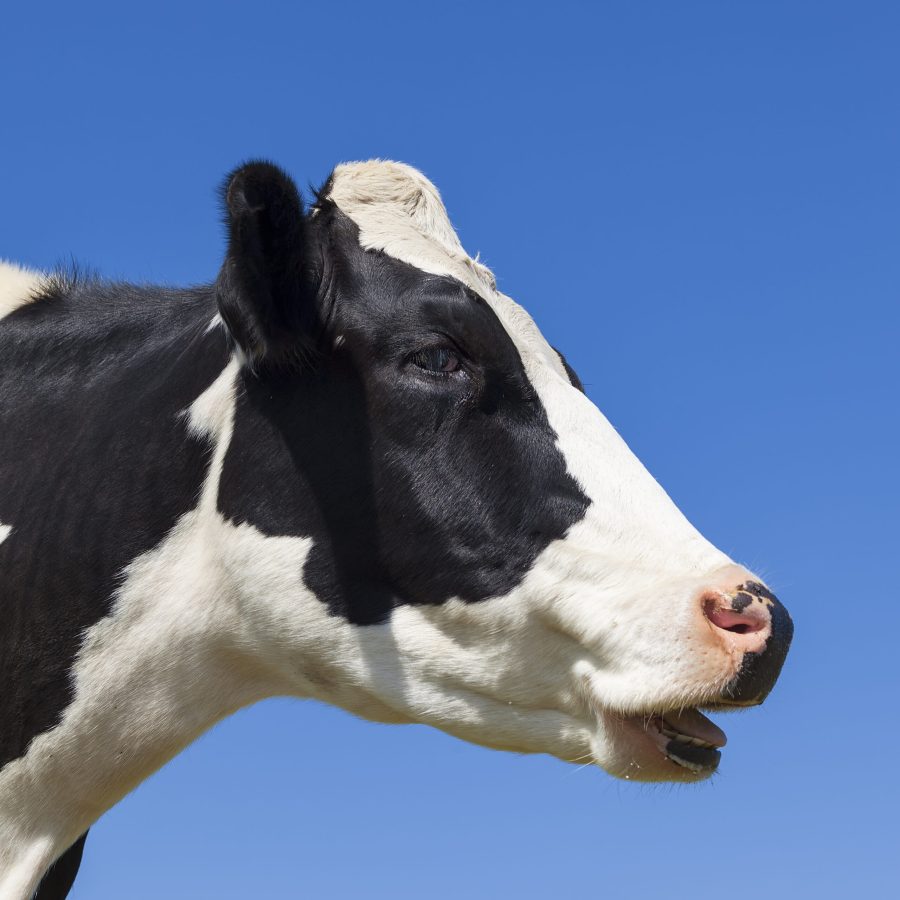 cabeza de vaca Holstein Vaca Holstein